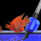 Elektrische Aquarium Waterververser met Filter en Zuigfunctie