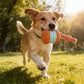 🎁2026 Nieuw binnen 50% KORTING💥 Interactief rollend bal-speeltje voor honden